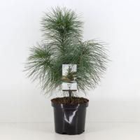 Pinus strobus - Warentuin natuurlijk Pinus strobus - Warentuin natuurlijk
