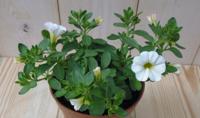 3 stuks! Petunia Million Bells wit Warentuin Natuurlijk - Warentuin natuurlijk
