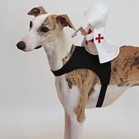 Honden Katten Halloween outfits Hondenkostuum Ridder Ridderstijl Zacht Halloween Carnaval Feest Hond puppy kleding outfits Lightinthebox - thumbnail