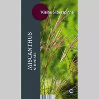 Siergras Miscanthus sinensis Kleine Silberspinne - Prachtriet 17cm