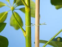Binddraad geplastificeerd metaaldraad groen dia. 1,2mmx50m - Nature