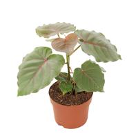 Ficus Petiolaris - P 12