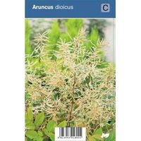 Geitenbaard (aruncus dioicus) schaduwplant - 12 stuks