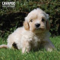 Cavapoo Kalender 2026