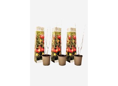 Punica Granatum "granaatappel" - set van 3