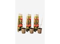 Punica Granatum "granaatappel" - set van 3