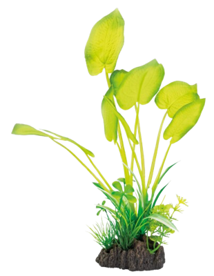 Superfish Art Plant 25 cm Echinodorus