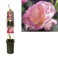 Klimplant Rosa Pink Candy - Klimroos Roze - thumbnail