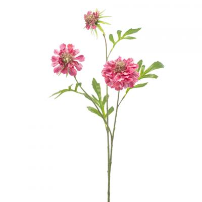 Scabiosa