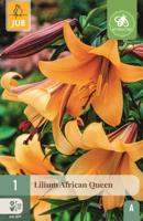 Lelie African queen