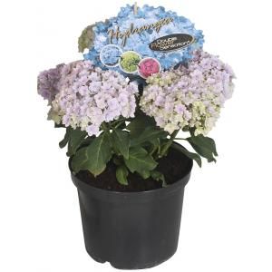 Hydrangea Macrophylla "Double Flowers Blue"® boerenhortensia - 25-30 cm - 1 stuks