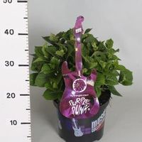 Hydrangea Macrophylla Music Collection "Purple Punk"® boerenhortensia - 25-30 cm - 1 stuks - thumbnail