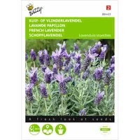Lavandula, Kuif- of Vlinderlavendel