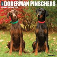 Dobermann Kalender 2026