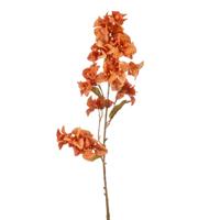 Bougainvillea Bougainvillea