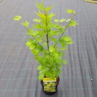 Japanse esdoorn (Acer shirasawanum "Jordan") heester - 50-60 cm - 1 stuks - thumbnail