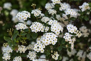 Spierstruik spirea