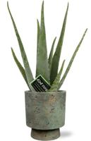 Aloe vera - Ø12cm - ↕40cm - Pot Aily D14x18cm - Groen