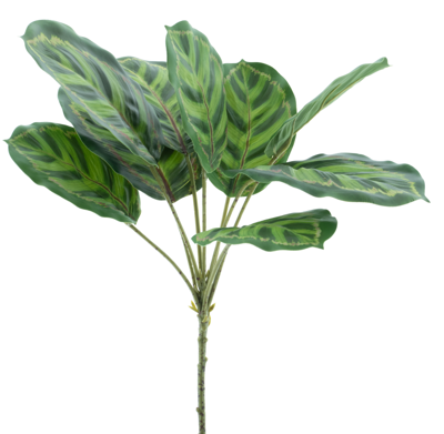 Maranta leaf spray Taco green 43 cm kunstbloem - Nova nature