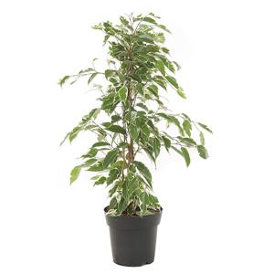 Ficus Benjamina &apos;Twilight&apos; (Treurvijg) - P 17 cm