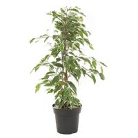 Ficus Benjamina &apos;Twilight&apos; (Treurvijg) - P 17 cm
