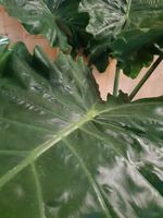 Alocasia Portadora kamerplant - Warentuin Natuurlijk - thumbnail