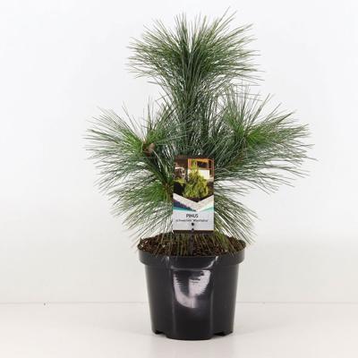 Pinus schwerinii wiethorst - Warentuin natuurlijk