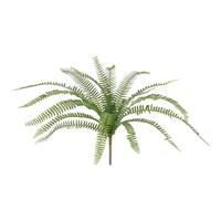 Asplenium Kunst Varen 50cm
