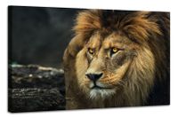 Karo-art Schilderij Portret van een Leeuw, 2 maten, premium print - thumbnail