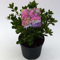 Rododendron (Rhododendron Japonica "Geisha Purple") heester - 15-20 cm - 8 stuks - thumbnail