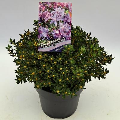 Dwergrhododendron