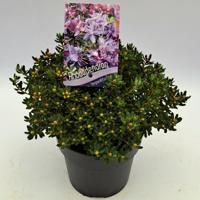 Dwergrhododendron