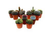 Mini cactus - mix van 12 - thumbnail