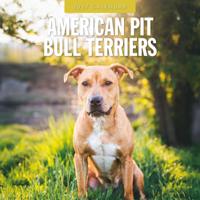 American Pit Bull Terrier Kalender 2027