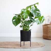 Monstera Deliciosa - Gatenplant - inclusief Zwarte Pot - P21