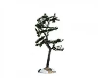 Marcescent tree small