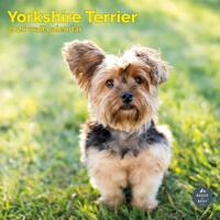 Yorkshire Terrier Kalender 2026