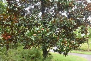 Zuidelijke magnolia