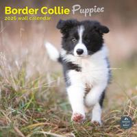 Border Collie Puppies Kalender 2026