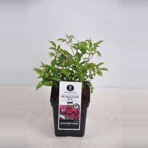 Trosroos (rosa "Burgundy Ice"®)