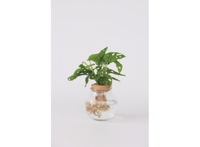 Monstera Adansonii 'Monkey Mask' in bolglas - Hydroponie