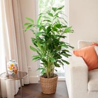 plantje.nl Caryota Mitis Vinnetjespalm, Groen, Groene bladeren, Palm, Grote bladeren, Gemiddelde waterbehoefte, Indirect zonlicht, Plantenvoeding,