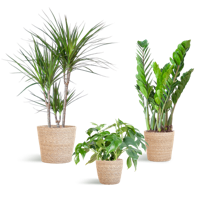 Schaduw Plantenbox - medium - met mand Sofia