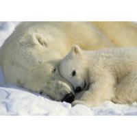 Fotobehang - Polar Bears 184x127cm - Papierbehang