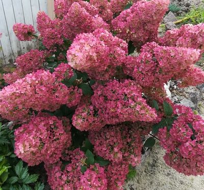 Pluimhortensia