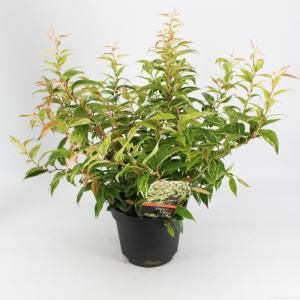 Druifheide (Leucothoe fontanesiana “Makijaz” PBR) heester - 25-30 cm - 9 stuks