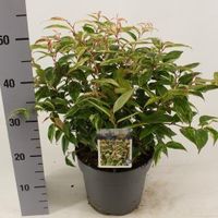 Druifheide (Leucothoe fontanesiana “Makijaz” PBR) heester - 25-30 cm - 9 stuks