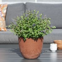 Nepeta Faassenii - Kattenkruid - P19