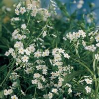 Wit moerasvergeet-mij-nietje (Myosotis palustris “alba”) moerasplant - 6 stuks - thumbnail