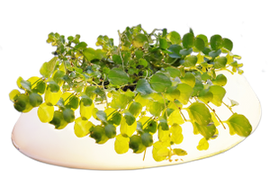 Velda Floating Pond Light